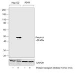 Fetuin A Antibody in Western Blot (WB)