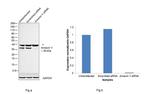 Annexin V Antibody in Western Blot (WB)