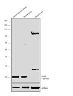 Aquaporin 5 Antibody in Western Blot (WB)