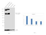 SERCA1 ATPase Antibody in Western Blot (WB)