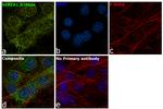 SERCA1 ATPase Antibody in Immunocytochemistry (ICC/IF)