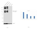 SERCA1 ATPase Antibody in Western Blot (WB)