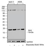 Bax Antibody in Western Blot (WB)