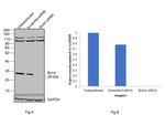 BCL-XL Antibody in Western Blot (WB)