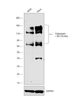 Calpastatin Antibody in Western Blot (WB)