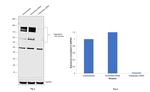 Calpastatin Antibody in Western Blot (WB)