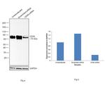 CD55 Antibody in Western Blot (WB)