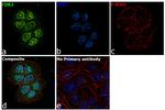 CDK2 Antibody in Immunocytochemistry (ICC/IF)