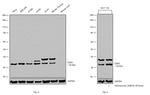 CDK2 Antibody in Western Blot (WB)