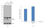 CDK2 Antibody in Western Blot (WB)