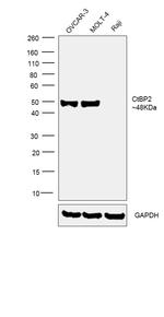 CtBP2 Antibody