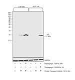 IL-8 (CXCL8) Antibody in Western Blot (WB)