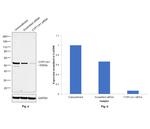 CYP11A1 Antibody in Western Blot (WB)