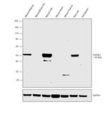 CYP2E1 Antibody in Western Blot (WB)