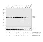 CYP2E1 Antibody in Western Blot (WB)