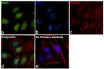 DAXX Antibody in Immunocytochemistry (ICC/IF)