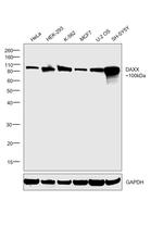 DAXX Antibody in Western Blot (WB)