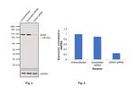 DAXX Antibody in Western Blot (WB)