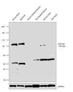 SAP102 Antibody in Western Blot (WB)