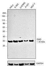 Emerin Antibody in Western Blot (WB)