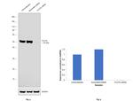 Flotillin 2 Antibody in Western Blot (WB)