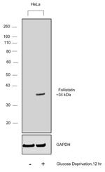 Follistatin Antibody