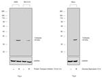 Follistatin Antibody in Western Blot (WB)