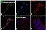 GAP43 Antibody