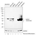 GAP43 Antibody in Western Blot (WB)