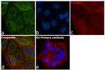 GAS6 Antibody in Immunocytochemistry (ICC/IF)