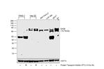 GAS6 Antibody in Western Blot (WB)