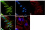 RACK1 Antibody in Immunocytochemistry (ICC/IF)