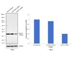 RACK1 Antibody in Western Blot (WB)