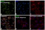 GSTP1 Antibody in Immunocytochemistry (ICC/IF)