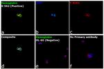 Hemoglobin alpha Antibody