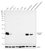 Hemoglobin alpha Antibody