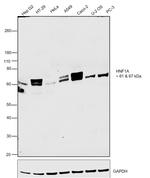 HNF1A Antibody in Western Blot (WB)