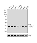 hnRNP A1 Antibody in Western Blot (WB)