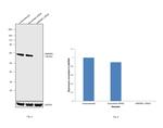 hnRNP L Antibody in Western Blot (WB)