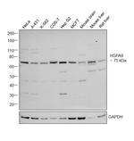 HSPA9 Antibody in Western Blot (WB)