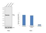 HSPA9 Antibody in Western Blot (WB)