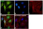 HSPA9 Antibody in Immunocytochemistry (ICC/IF)