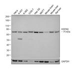 HSPA9 Antibody in Western Blot (WB)