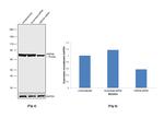 HSPA9 Antibody