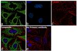 HSP60 Antibody in Immunocytochemistry (ICC/IF)