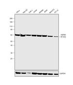 HSP60 Antibody in Western Blot (WB)