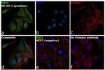 IDO Antibody in Immunocytochemistry (ICC/IF)