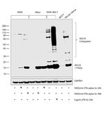 ISG15 Antibody