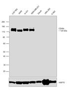 CD49c (Integrin alpha 3) Antibody in Western Blot (WB)