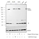 CD11b Antibody in Western Blot (WB)